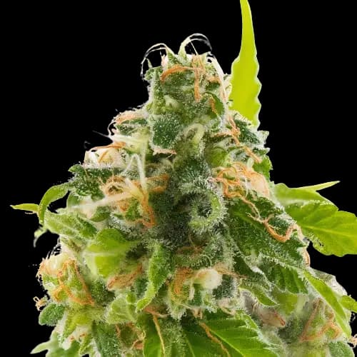 Watermelon Feminized