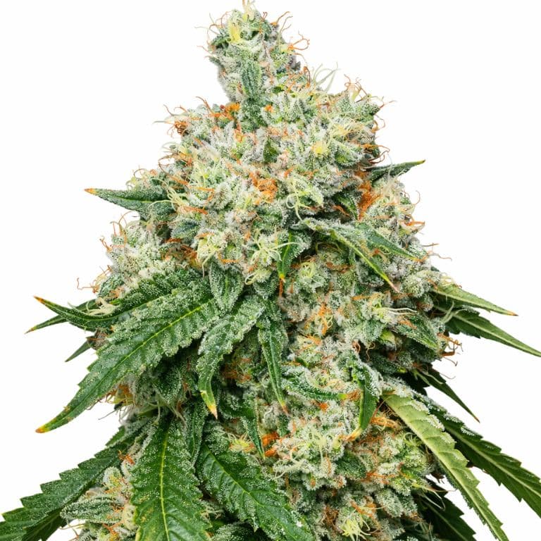 Wedding Pie Feminized