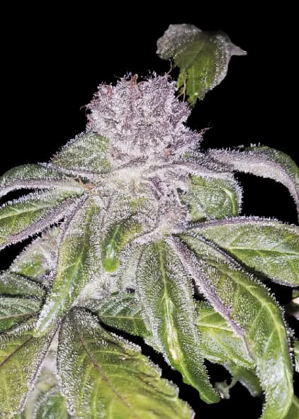 Whitaker Blues Feminized