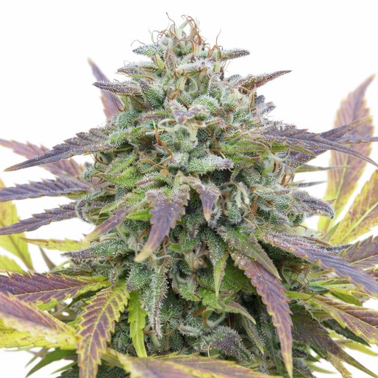 White Berry Feminized