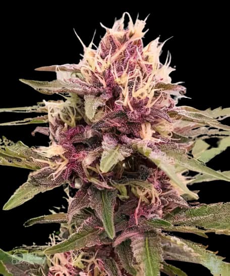 White Empress Feminized