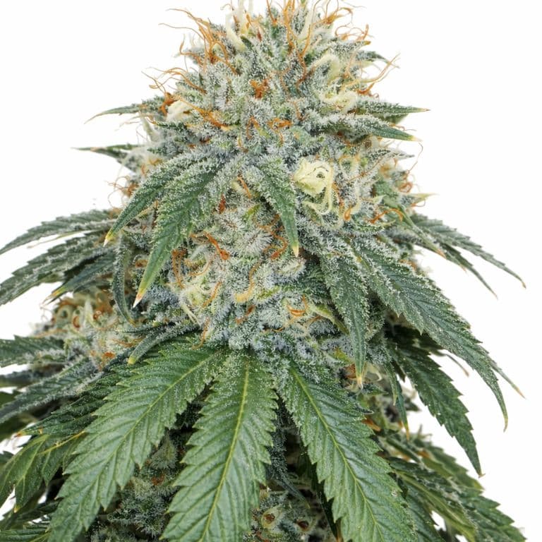 White Fire 43 Autoflower