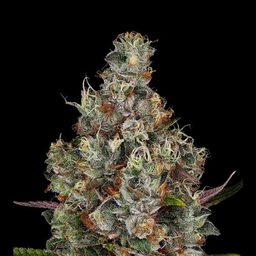 White Kryptonite Feminized