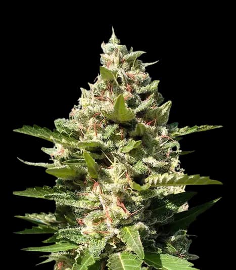 White Kush Feminized