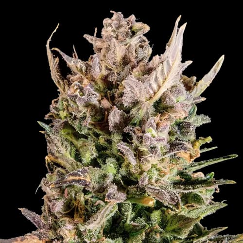 White Lightning cannabis seeds packaging — Royal King Seeds Canada