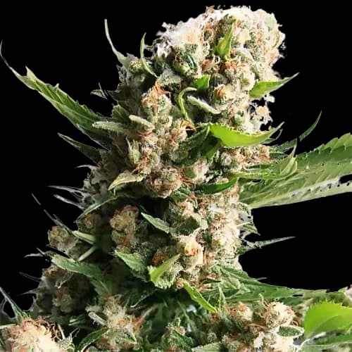 White Russian cannabis seeds packaging — Royal King Seeds Canada