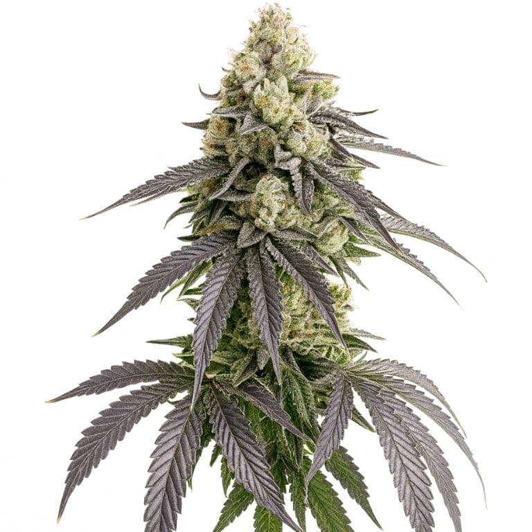 White Truffle cannabis seeds packaging — Royal King Seeds Canada