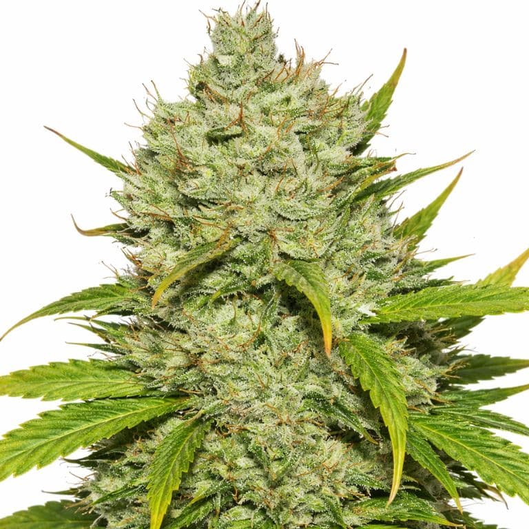 Wonder Woman Autoflower