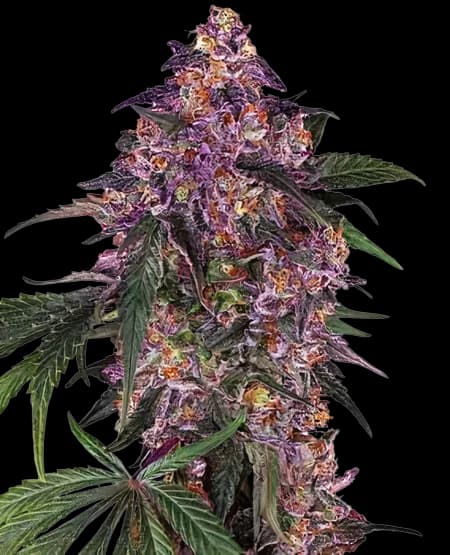 Woody Kush cannabis seeds packaging — Royal King Seeds Canada