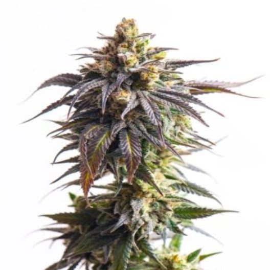 X-Files Feminized
