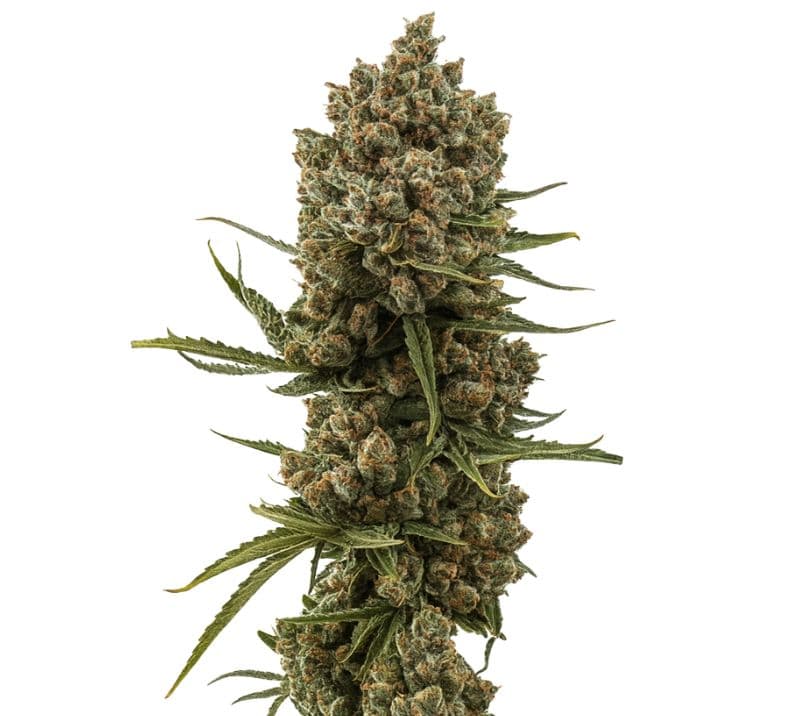 XJ-13 Feminized
