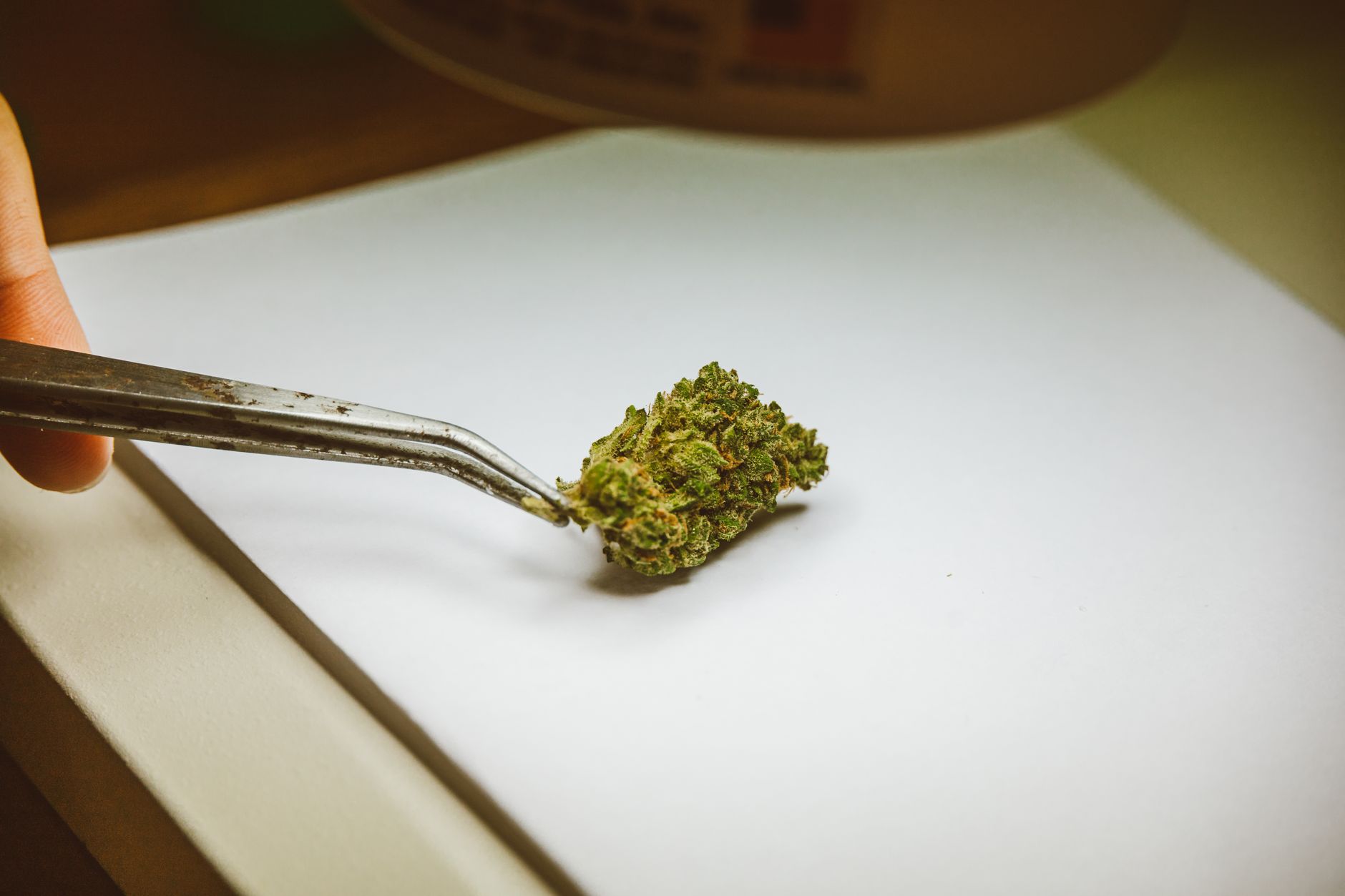 Close-up of a marijuana nugget delicately held by tweezers on a white background.