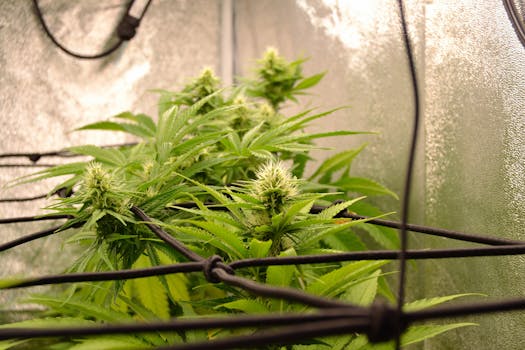 Close-up of healthy cannabis plant with buds in a controlled indoor environment.