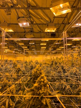 Indoor cannabis growth setup with specialized lighting and equipment for optimal cultivation.
