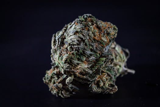 Detailed image of a cannabis bud against a black background, highlighting texture and detail.