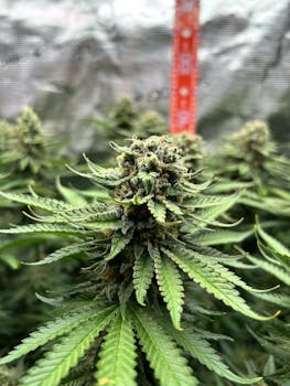 Detailed view of a cannabis plant flower in an indoor grow setup, showcasing trichomes and leaves.
