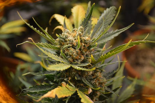 Detailed view of a cannabis plant with lively leaves and buds, captured in Prague.
