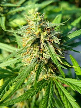 Detailed shot of a cannabis indica plant showcasing vibrant green leaves and buds in natural sunlight.