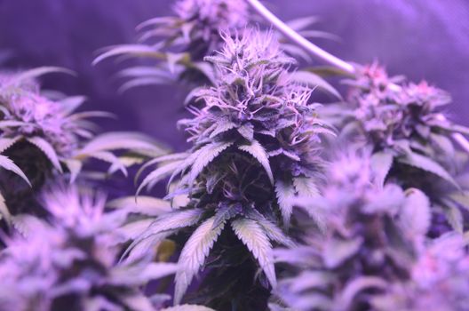 Cannabis plants with vibrant purple lighting showcasing growing buds. Ideal for illustrating indoor cultivation scenes.