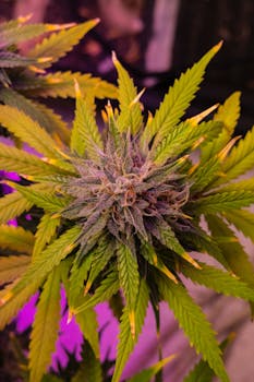 Close-up of a mature cannabis plant with vibrant green leaves and buds under grow lights.