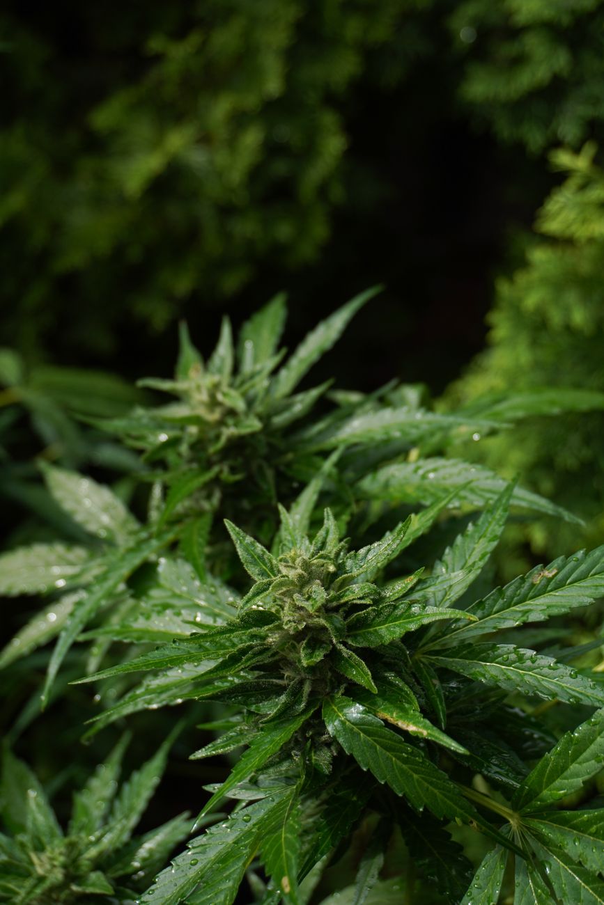Close-up of fresh cannabis plant with dewdrops, highlighting its natural beauty and medical potential.