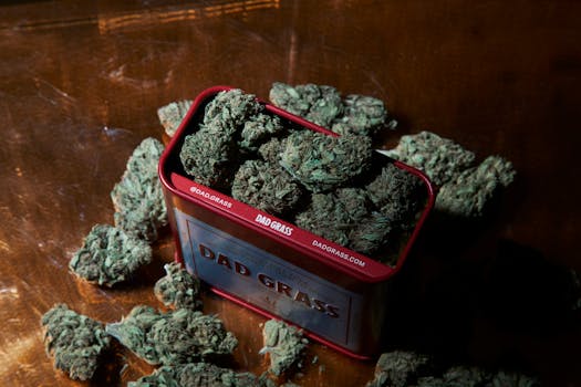 High-quality cannabis buds in a red tin box, stylishly presented on a table.