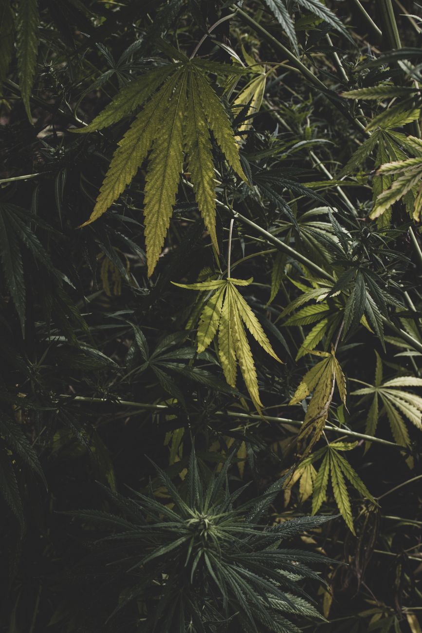 Close-up of lush cannabis plant foliage displaying varying shades of green, captured in Kompolt, Hungary.