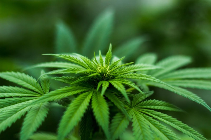 Healthy cannabis plant with lush green leaves ready for harvest and tincture making