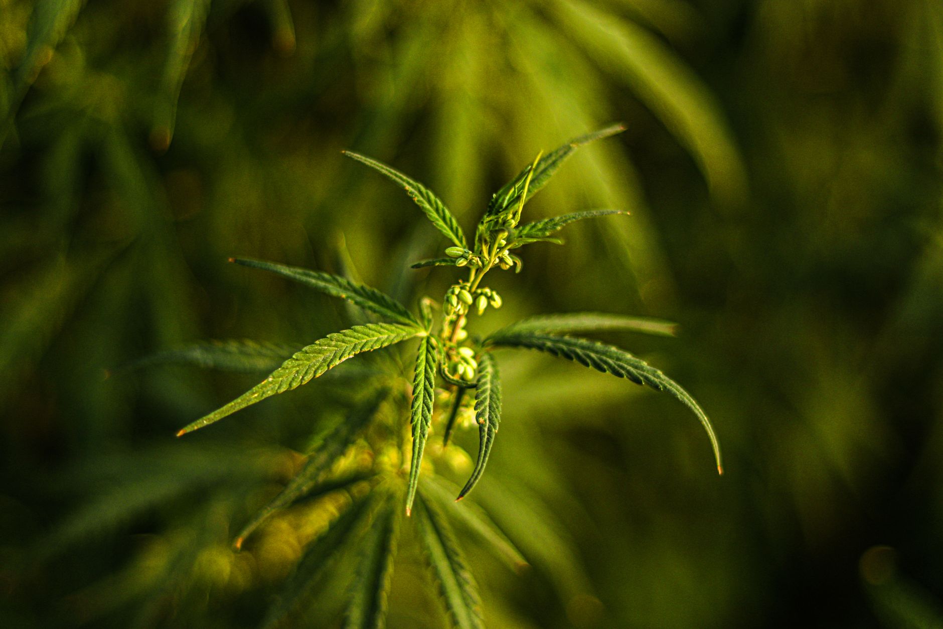 A detailed close-up of a cannabis plant with lush green leaves and buds, emphasizing growth and nature.