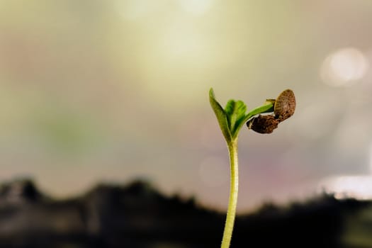 Detailed shot of a young cannabis seedling emerging from soil, highlighting its early growth stages.