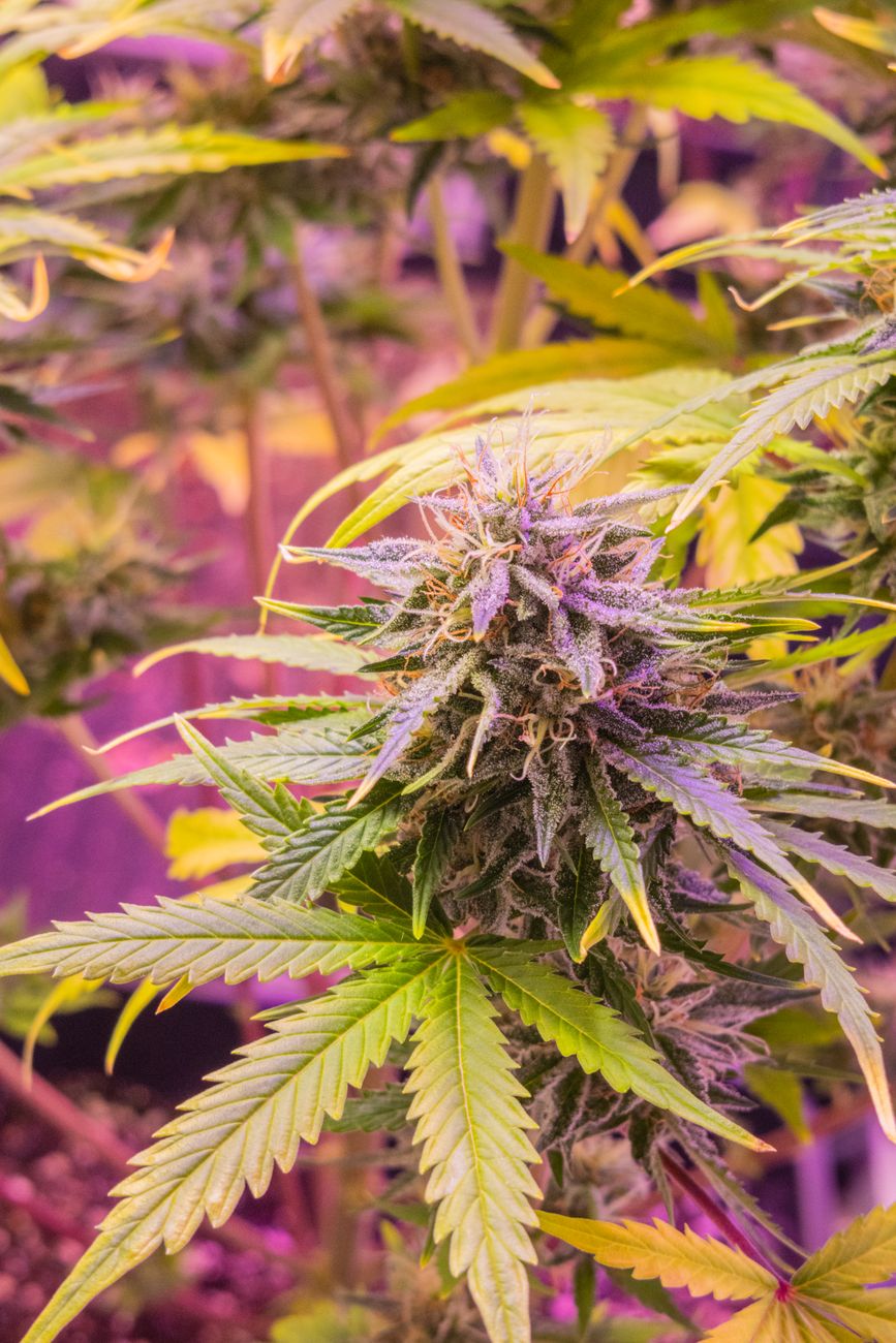 Detailed image of a cannabis plant with purple buds and green leaves under grow lights.