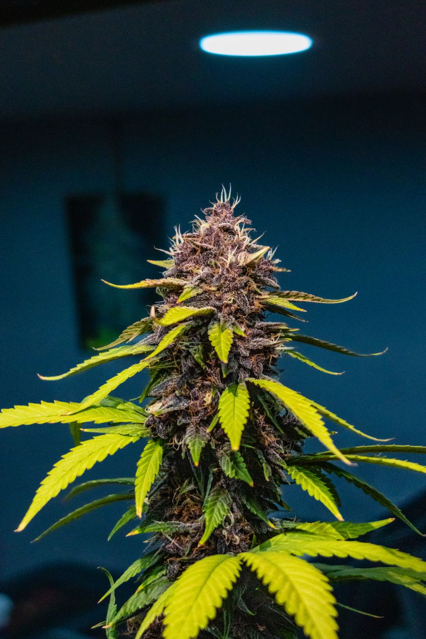 Close-up of a vibrant cannabis plant with distinct leaves under indoor lighting.