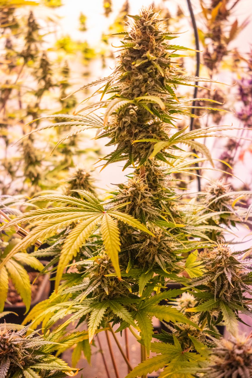 Detailed close-up of a lush cannabis plant growing indoors under warm lighting.