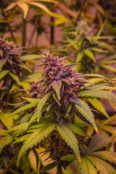 Detailed image of a cannabis plant with lively purple buds, highlighting its growth stage.