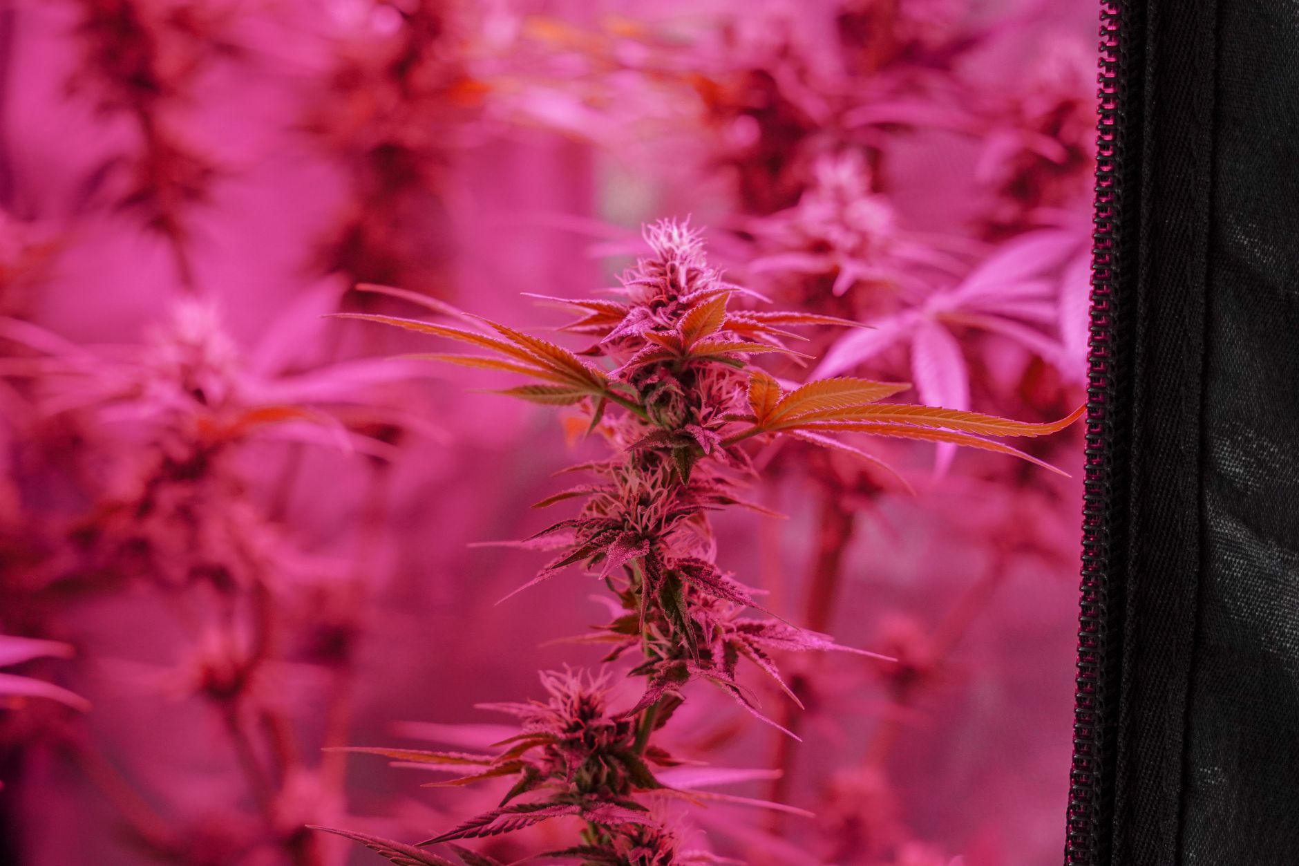 Vibrant cannabis plant with pink lighting showcasing growth indoors.