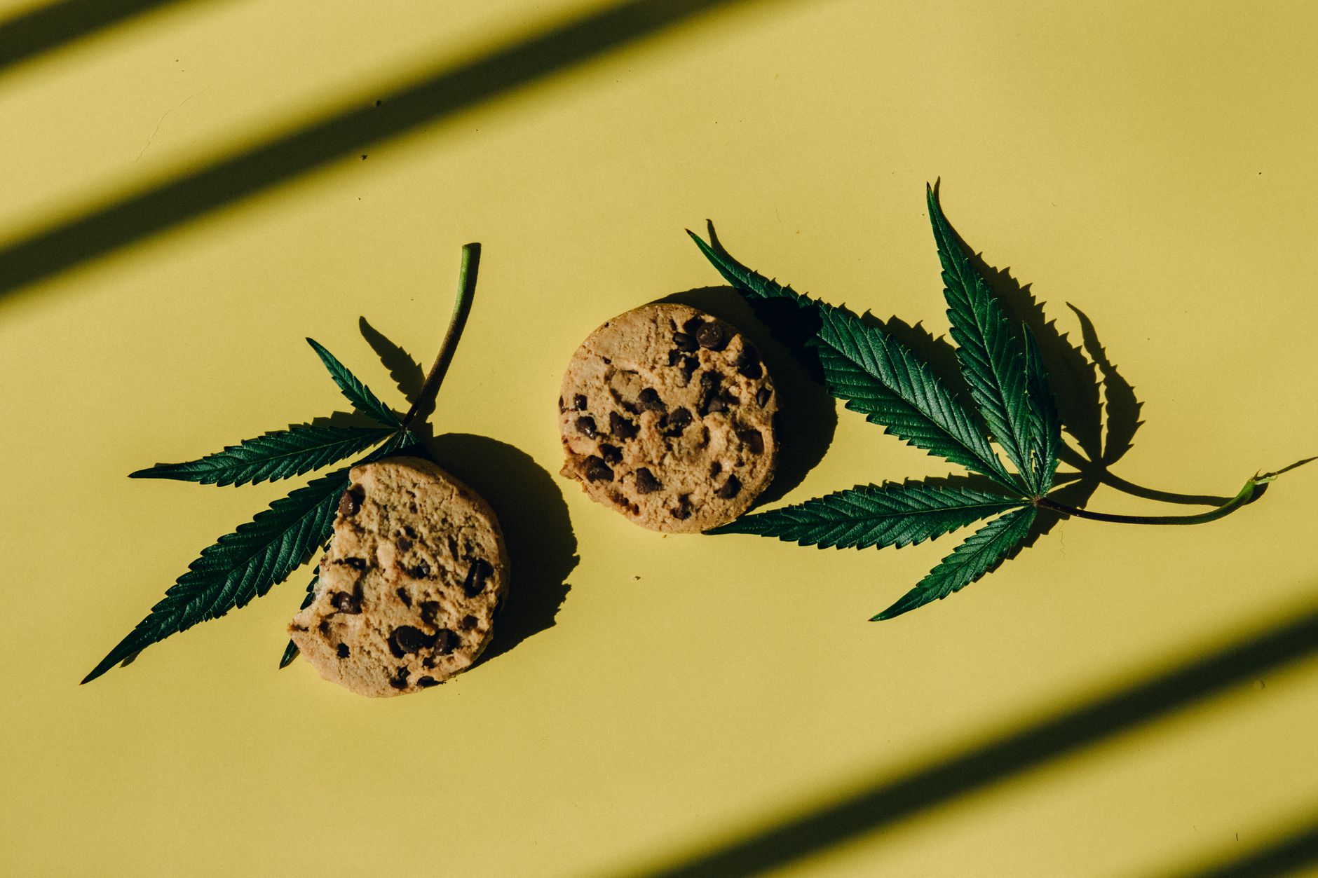 Chocolate chip cookies with cannabis leaves on a bright yellow background, featuring strong shadows in a still life composition.