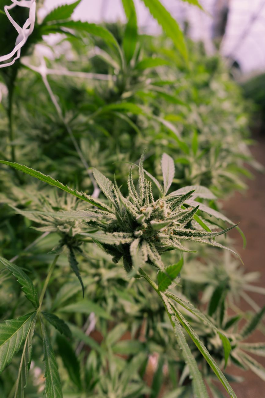 Detailed view of a cannabis plant flowering inside a greenhouse environment.