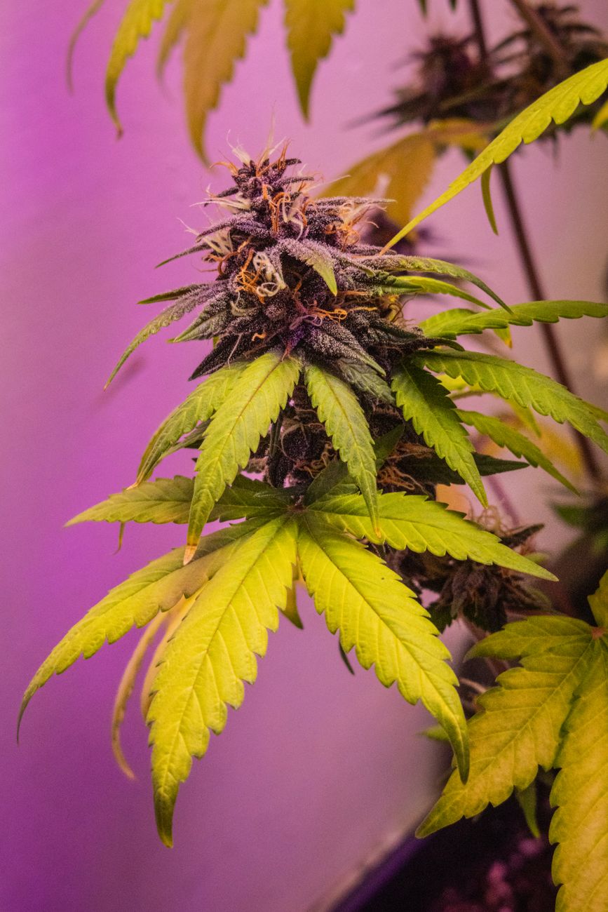 Detailed view of a cannabis plant with colorful buds and leaves under purple light.