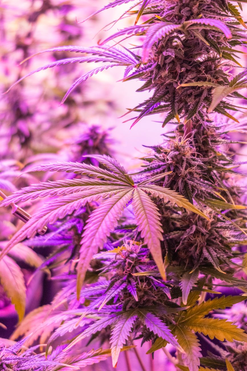 Vibrant close-up of a cannabis plant under grow lights displaying purple hues and lush leaves.
