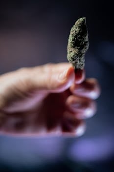 Detailed close-up of a person's hand holding a cannabis bud.