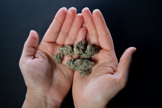 Close-up of hands holding cannabis buds, showcasing detail and texture.