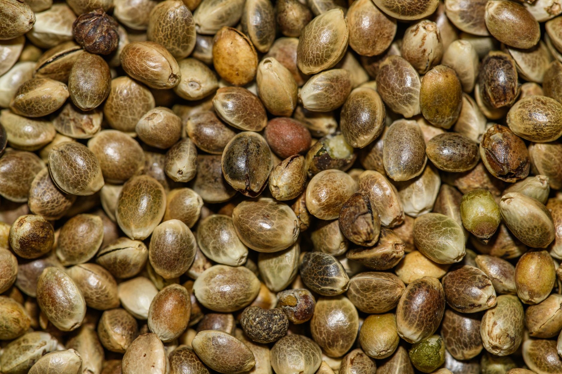 Detailed close-up of hemp seeds showcasing natural textures and nutritional value.
