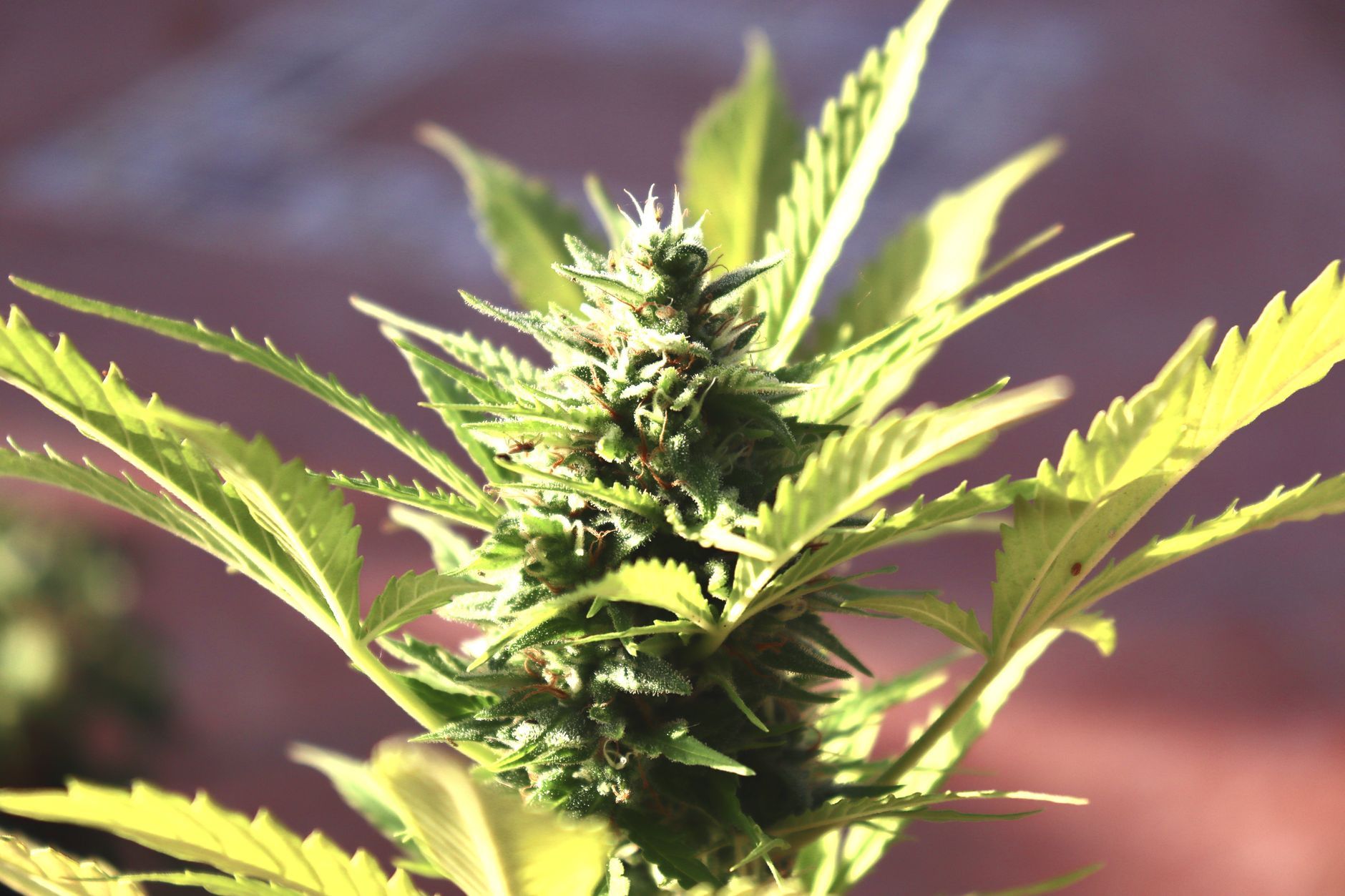 Macro shot of cannabis plant bud showing detailed leaves and trichomes.
