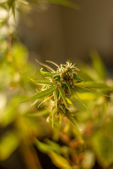 Detailed close-up of a cannabis plant with lush green leaves in natural sunlight.