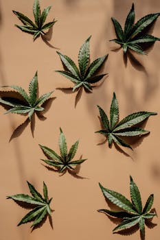 Flat lay of cannabis leaves casting shadows on a brown surface, highlighting texture and detail.