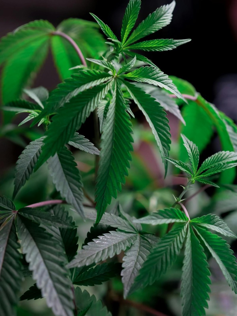 Cannabis plant in vegetative growth stage showing vigorous development under indoor lighting in a Canadian home grow