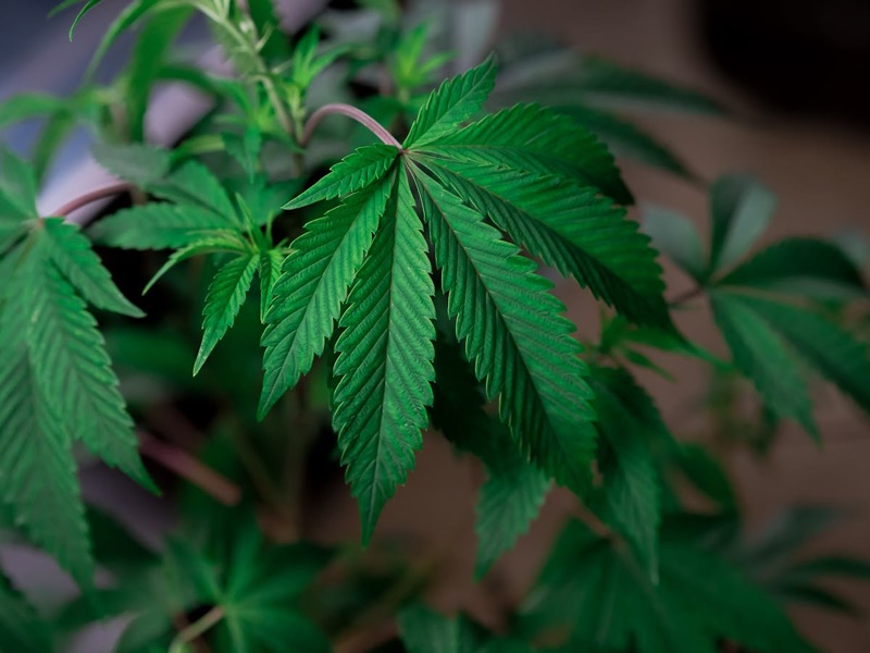 Close-up of cannabis leaves showing healthy green colour and proper hydration with no signs of water stress