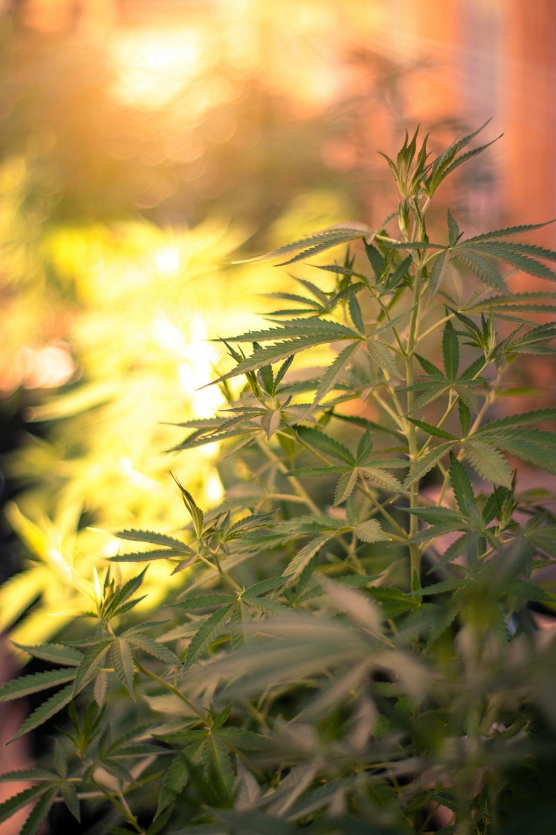 Outdoor cannabis plant basking in sunlight with healthy fan leaves spread wide during a Canadian summer grow