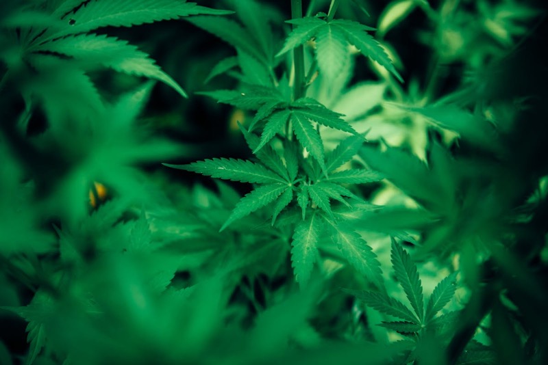 Healthy green cannabis plant thriving in an indoor growing setup with lush vegetative growth